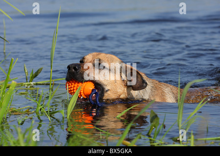 riproduzione di mongrel Foto Stock