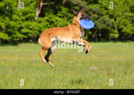 Riproduzione di Malinois Foto Stock