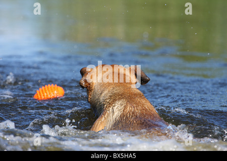 riproduzione di mongrel Foto Stock