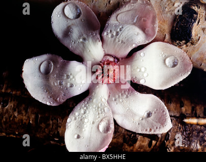 Fiore di magnolia in studio di impostazione Foto Stock