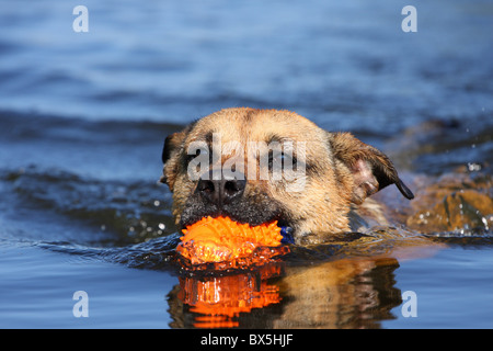riproduzione di mongrel Foto Stock