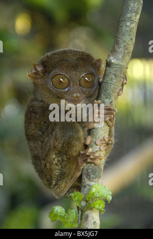 Tarsier fraterculus, il più piccolo primate vivente, 130 mm (5 poll.) di altezza, Tarsier Santuario, Sikatuna, Bohol, Filippine Foto Stock