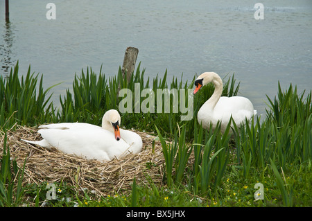 dh SWAN UK Breeding Coppia di cigni femmina seduta due uccelli sedevano su nido uccelli scozia cygnus olor Foto Stock