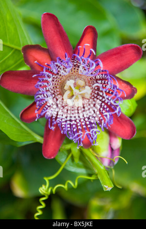 Giant Granadilla fiore Foto Stock