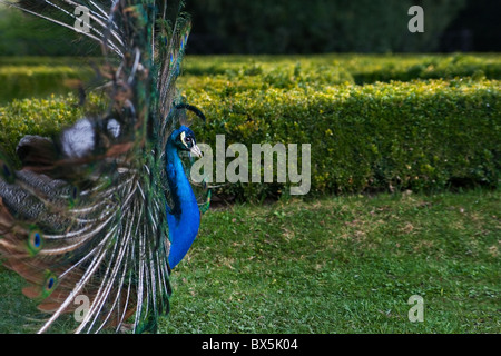 Il pavone con le piume diffusione nel castello-giardino Foto Stock