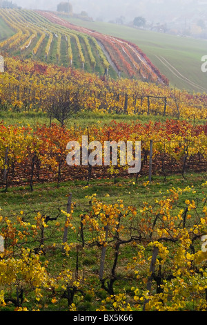 I vari-colorata vigna caduta in Moravia Foto Stock