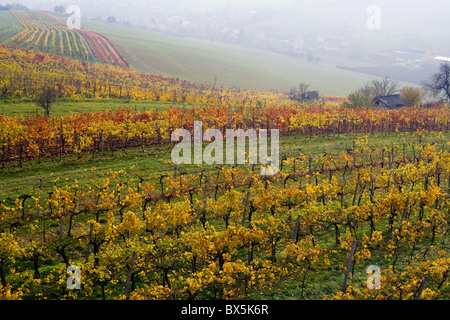 I vari-colorata vigna caduta in Moravia Foto Stock