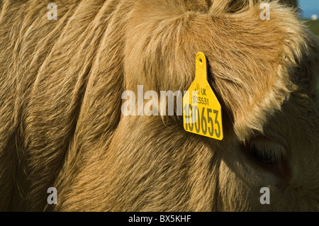 Dh ANIMALE DI ALLEVAMENTO ORKNEY Close up beef cow orecchio tag identità uk vacche id Foto Stock