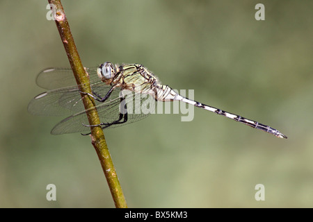Immaturo maschio lungo Skimmer Dragonfly Orthetrum trinacria prese a Turmi, la Valle dell'Omo, Etiopia Foto Stock