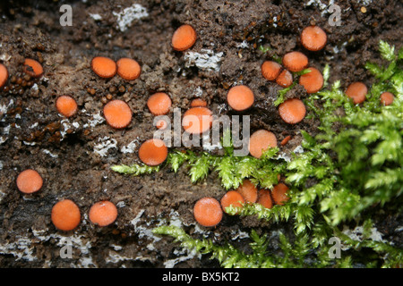 Funghi di ciglia Scutillinia scutellata su un registro caduti a Wigan lampeggia la Riserva Naturale, REGNO UNITO Foto Stock