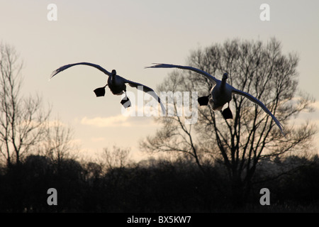 Silhouette di due cigni Whooper Cygnet Cygnus cygnus provenienti da terreni a Martin mera WWT, LANCASHIRE REGNO UNITO Foto Stock