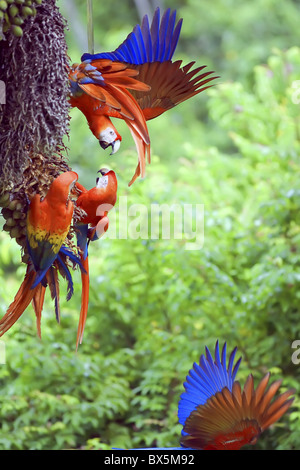 Scarlet Macaws (Ara macao) sostenendo, Parco Nazionale di Corcovado, Osa Peninsula, Costa Rica, America Centrale Foto Stock