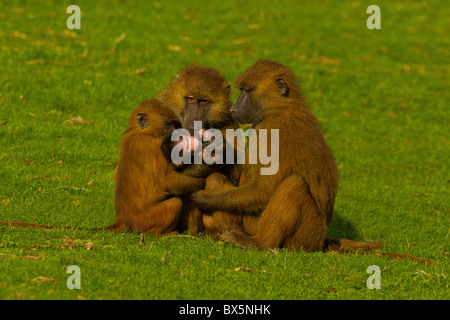 La Guinea babbuino (Papio papio) insieme in famiglia Foto Stock