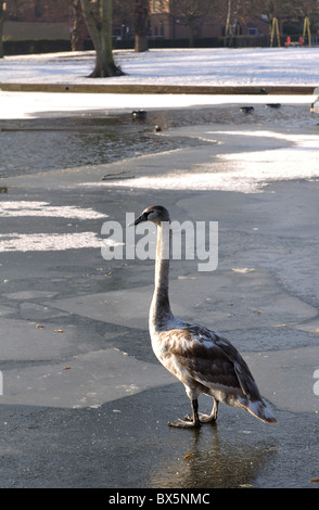 Immaturo del cigno sul congelati Swanswell piscina, Coventry, Regno Unito Foto Stock