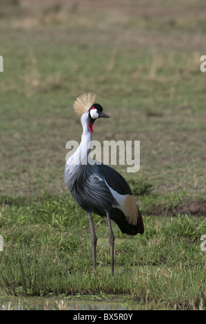 Grigio-crowned crane (Balearica regulorum), il Masai Mara, Kenya, Africa orientale, Africa Foto Stock