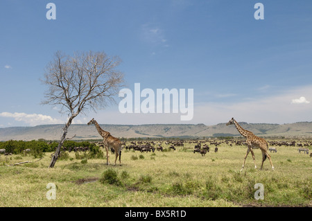 Masai Giraffe (Giraffa camelopardalis), il Masai Mara, Kenya, Africa orientale, Africa Foto Stock