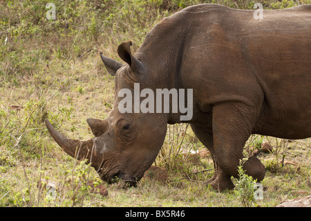 Rinoceronte bianco (Cerototherium simium), il Masai Mara, Kenya, Africa orientale, Africa Foto Stock