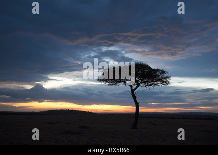 Masai Mara, Kenya, Africa orientale, Africa Foto Stock