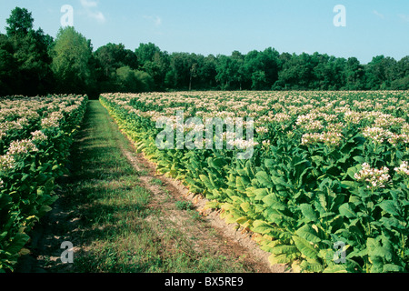 Il tabacco 'NC71' campo della fioritura, Foto Stock