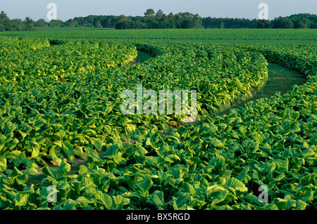 Il tabacco 'NC71' CAMPO, sled strade, prima la luce del mattino, Foto Stock