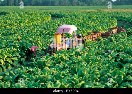 Il tabacco 'NC71' raccolto, Georgia Foto Stock