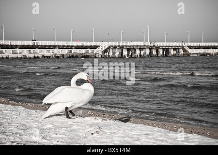 Cigni al molo in legno, Sopot, Polonia Foto Stock