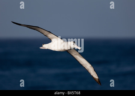 Albatro errante (Diomedea exulans), Oceano Meridionale, Antartico, regioni polari Foto Stock