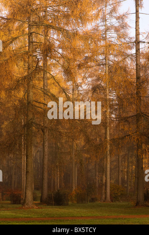 Il larice grove a Westonbirt Arboretum in Gloucestershire in una nebbiosa giornata d'Autunno Foto Stock