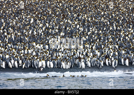 Re colonia di pinguini (Aptenodytes patagonicus), Macquarie Island, sub-antartiche della, regioni polari Foto Stock