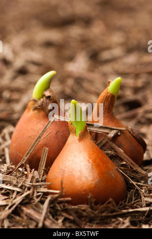 Le riprese tulip "Purissima' lampadine prima di piantare Foto Stock