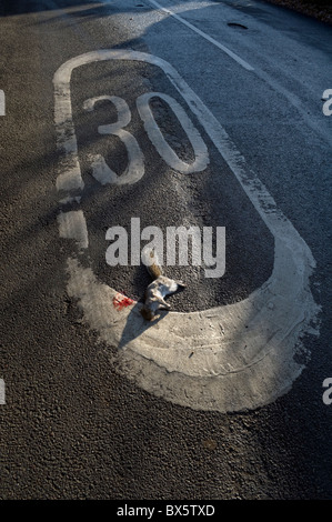 Speed Kills; road kill: appena ucciso scoiattolo grigio morto sulla strada oltre a 30 mph avvertenza segnale di limite di velocità. Foto Stock