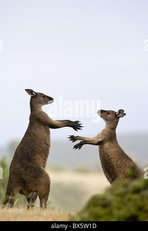 Kangaroo Island canguri grigio (Macropus fuliginosus), Lathami Conservation Park, Kangaroo Island, South Australia, Australia Foto Stock