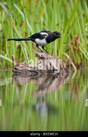 Gazza ( Pica pica ) sul moncone in stagno Foto Stock