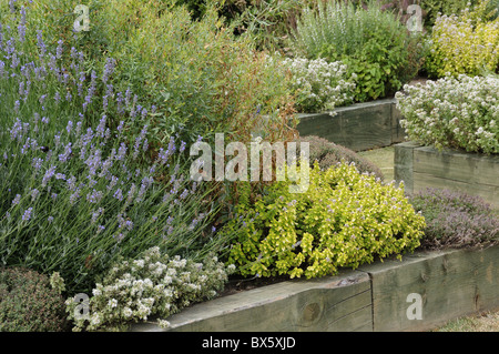 Sollevate i letti di erbe perenni in un giardino pubblico, (n. PR), Norfolk, Regno Unito, Luglio Foto Stock