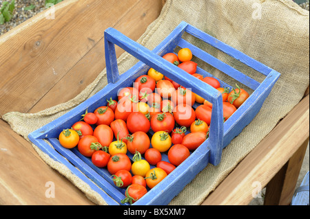 Raccolto di outdoor pomodori cresciuti in legno blu trug in carriola in legno, Norfolk, Regno Unito, Luglio Foto Stock