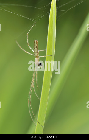 Spider, Tetragnatha extensa, tratto comune spider, con ganasce lunghe spider, con la preda sul gambo reed dal laghetto in giardino, Norfolk, Regno Unito, Foto Stock