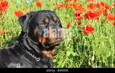 Ritratto di una razza Rottweiler sdraiato in un campo di papaveri. concentrarsi sugli occhi Foto Stock