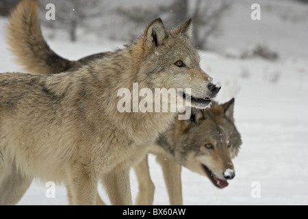 Due Lupi grigi (Canis lupus) nella neve in cattività, vicino a Bozeman, Montana, Stati Uniti d'America, America del Nord Foto Stock