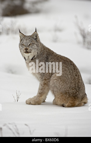 Canadese (Lynx Lynx canadensis) nella neve in cattività, vicino a Bozeman, Montana, Stati Uniti d'America, America del Nord Foto Stock