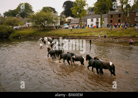 Gypsy viaggiatori cavalli di lavaggio nel fiume Eden durante il Appleby Horse Fair, Appleby-in-Westmoreland, Cumbria, Regno Unito Foto Stock