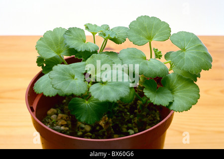 Pentola di radicata pelargonium talee Foto Stock