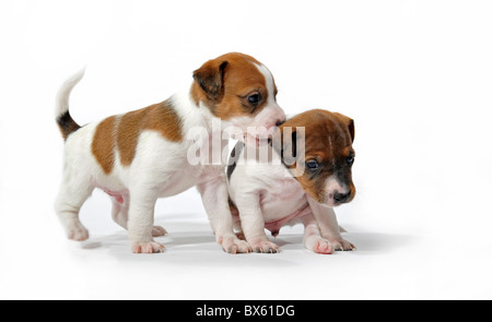 Due cuccioli di razza jack russel terrier giocando su uno sfondo bianco Foto Stock