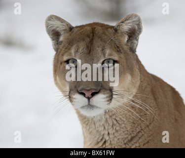 Mountain Lion (Cougar) (Felis concolor) nella neve in cattività, vicino a Bozeman, Montana, Stati Uniti d'America, America del Nord Foto Stock