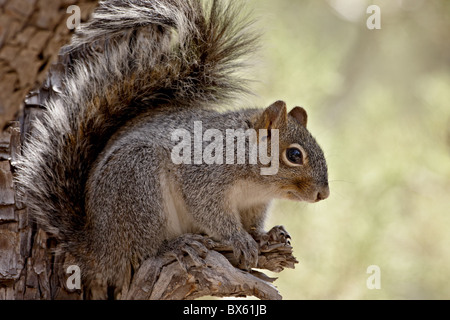 Arizona Gray scoiattolo (Sciurus arizonensis), Madera Canyon, Foresta Nazionale di Coronado, Arizona, Stati Uniti d'America Foto Stock