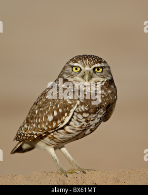 Scavando la civetta (Athene cunicularia), Salton Sea, California, Stati Uniti d'America, America del Nord Foto Stock