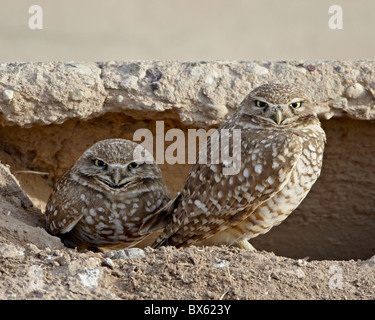 Scavando la civetta (Athene cunicularia) coppia, Salton Sea, California, Stati Uniti d'America, America del Nord Foto Stock