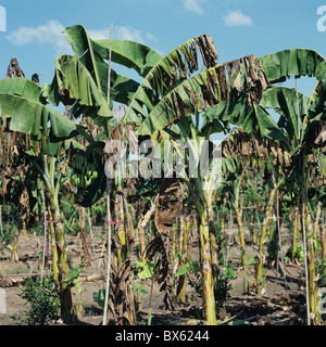 Piante di Banana gravemente devastata dal vento e dal giallo (sigatoka Mycosphaerella musicola), Tailandia Foto Stock