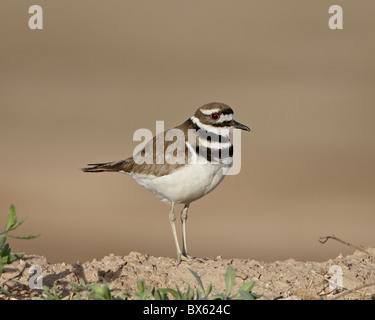 Killdeer (Charadrius vociferus), Salton Sea, California, Stati Uniti d'America, America del Nord Foto Stock