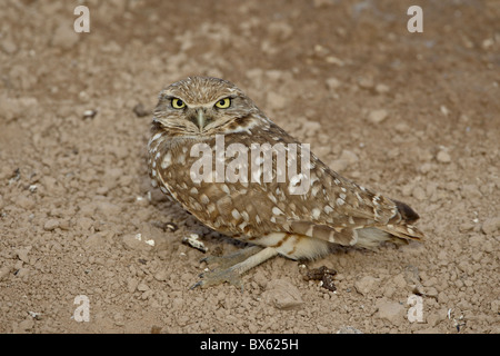 Scavando la civetta (Athene cunicularia), Salton Sea, California, Stati Uniti d'America, America del Nord Foto Stock