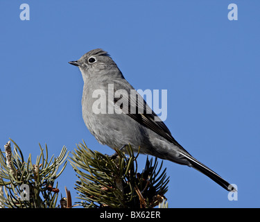 Townsend's solitaire (Myadestes townsendi), Abiquiu Lago, Nuovo Messico, Stati Uniti d'America, America del Nord Foto Stock